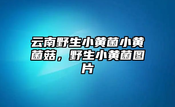 云南野生小黃菌小黃菌菇，野生小黃菌圖片