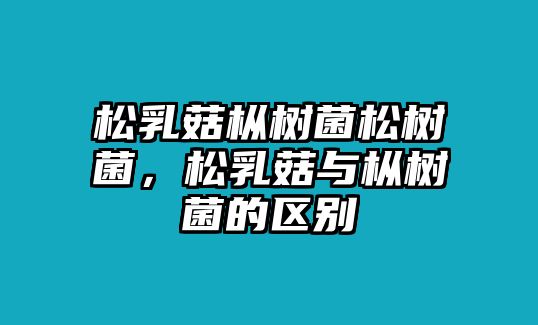 松乳菇樅樹(shù)菌松樹(shù)菌，松乳菇與樅樹(shù)菌的區(qū)別