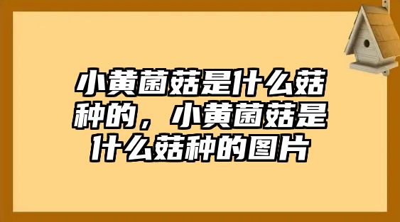 小黃菌菇是什么菇種的，小黃菌菇是什么菇種的圖片